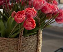 Тюльпан пионовидный розовый