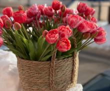 Тюльпан пионовидный розовый