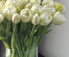 Тюльпан пионовидный белый