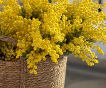 Мимоза букет